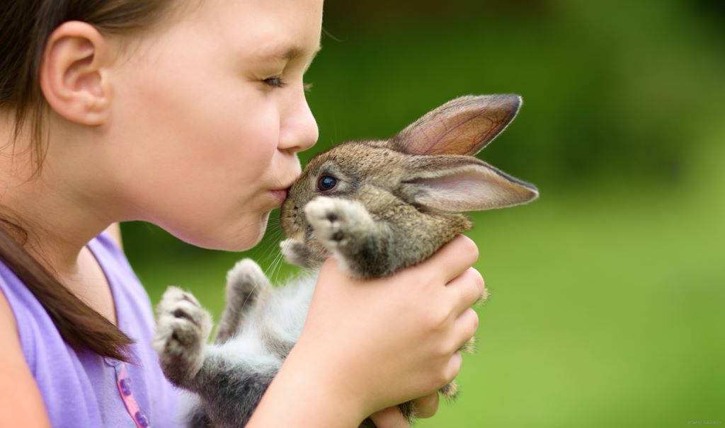 What to Know Before Adopting a Rabbit